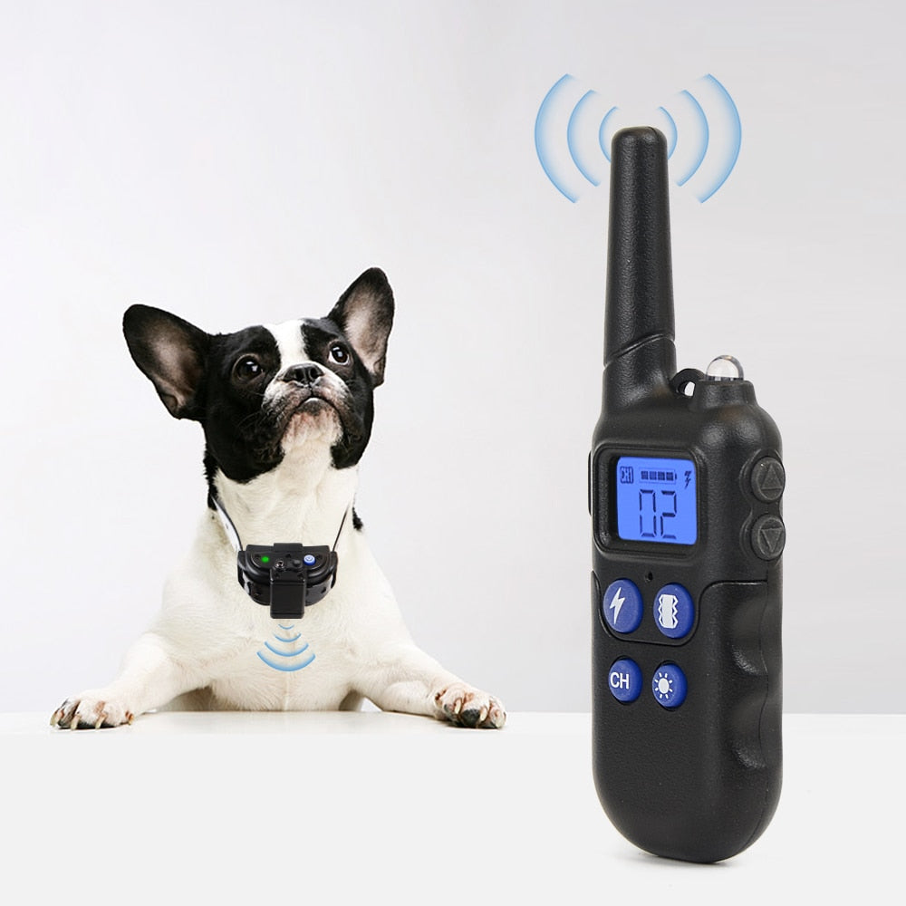 dog-training-collar.jpg