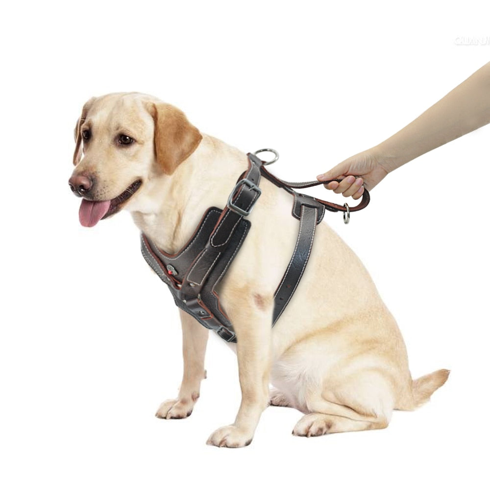 durable-dog-harness.jpg