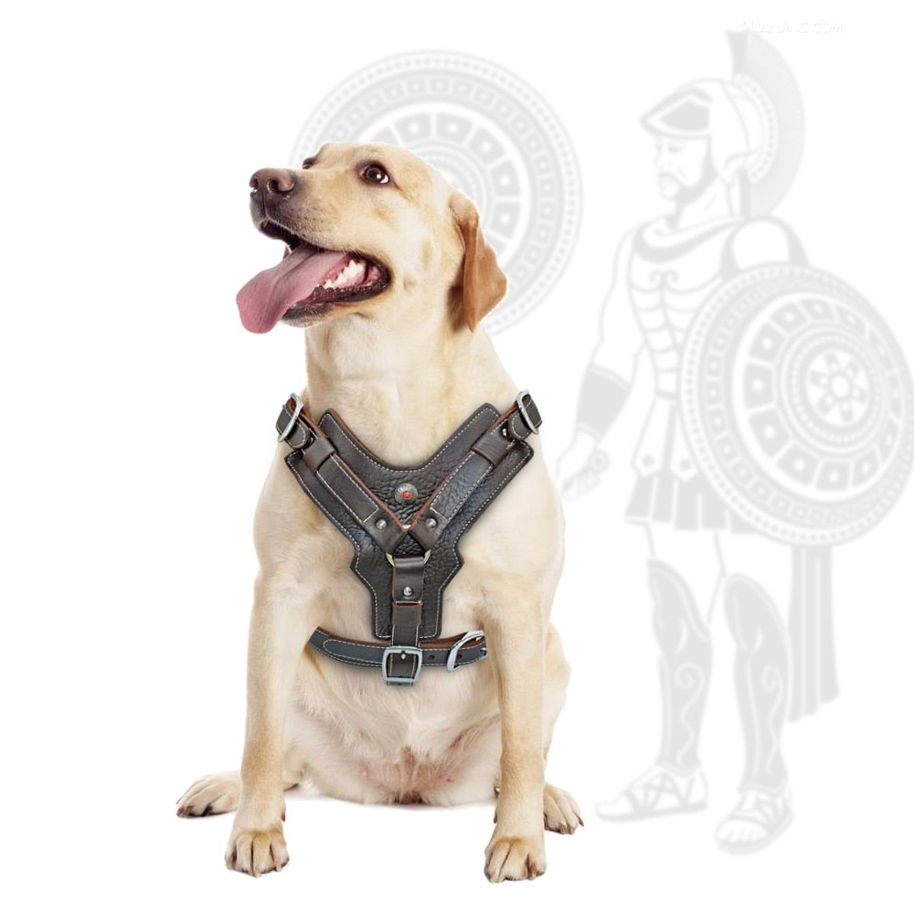 durable-dog-harness.jpg