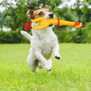 screaming-chicken-pets-dog-toys-squeeze-squeaky-sound.jpg