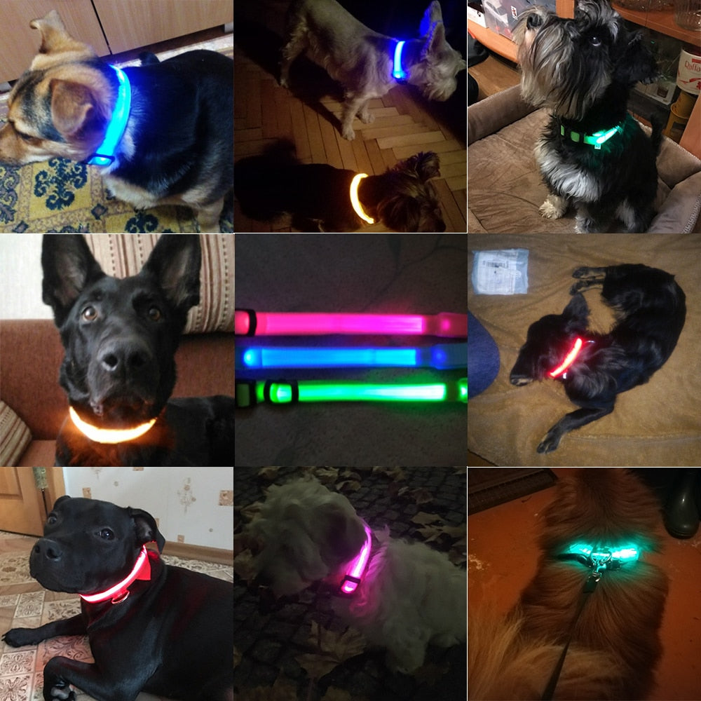 dog-glow-in-the-dark-collar.jpg