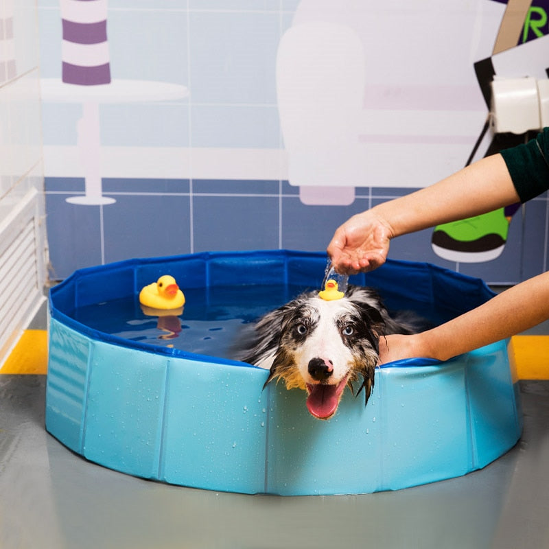 dog-pool.jpg