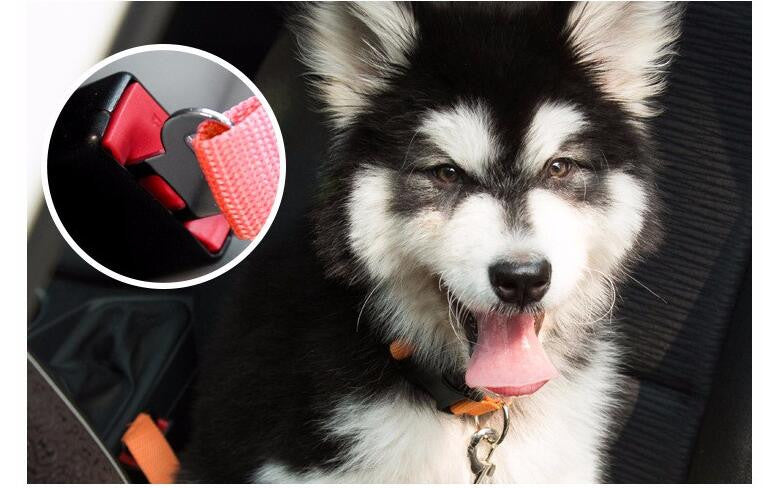 Pet Car Seat Belt - COOLCrown Store